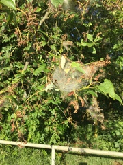 Yponomeuta evonymella