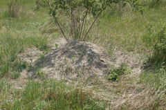 Spermophilus pygmaeus