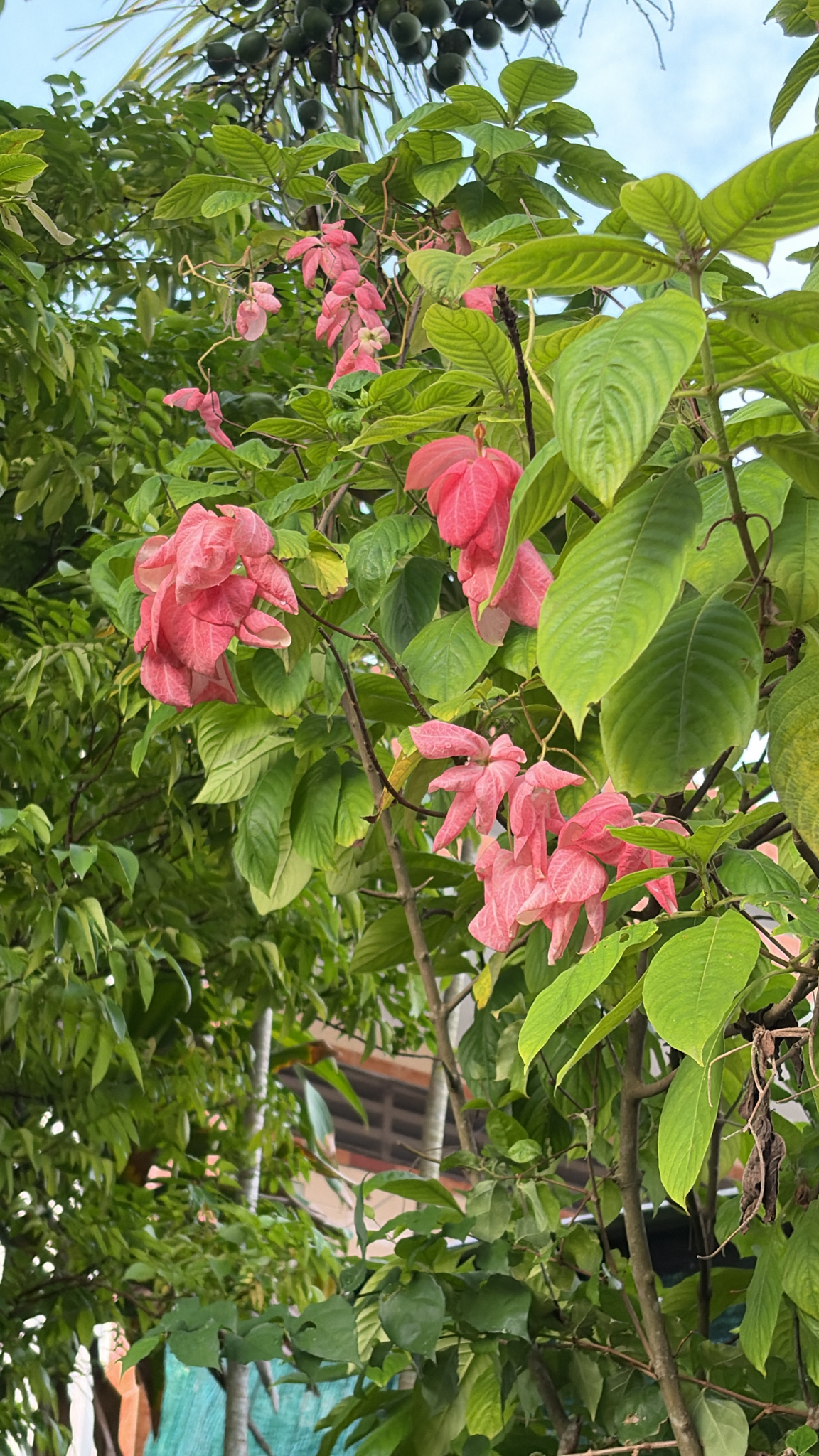 Mussaenda philippica — ảnh 2