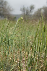 Camelina rumelica