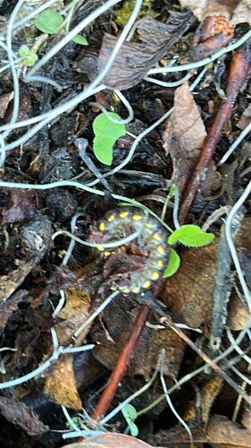 Yellow-spotted Millipede