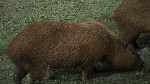 Capybara