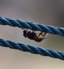 Platystoma seminationis