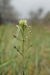 Camelina rumelica