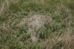 Spermophilus pygmaeus