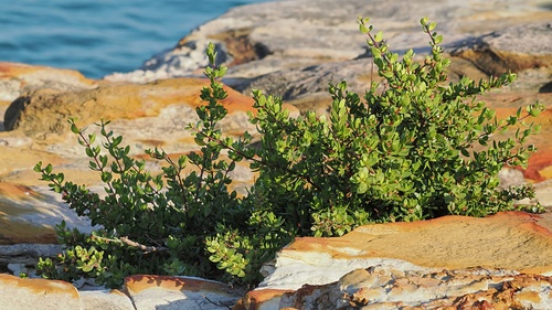 Pemphis acidula