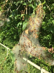 Yponomeuta evonymella