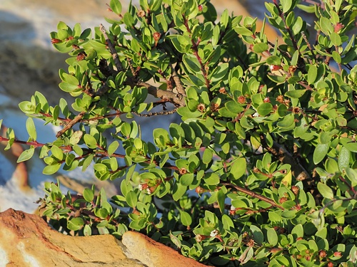 Pemphis acidula, photograph 3