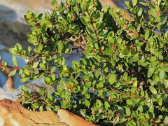 Pemphis acidula, photograph (c) Roland Muench, some rights reserved (CC BY)