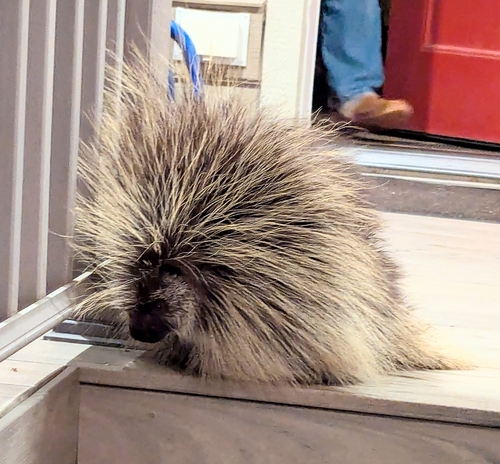 North American Porcupine