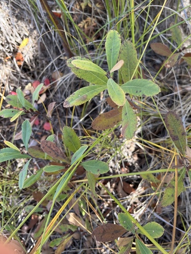 bog myrtle