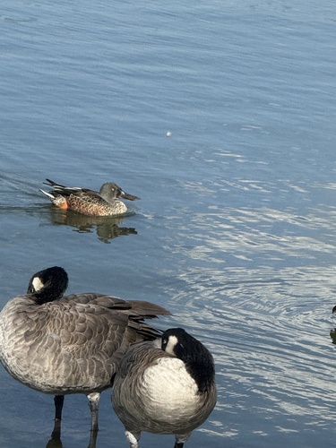 Northern Shoveler