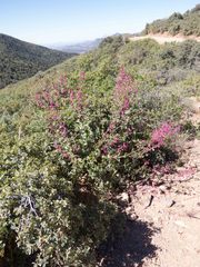 Penstemon pseudospectabilis