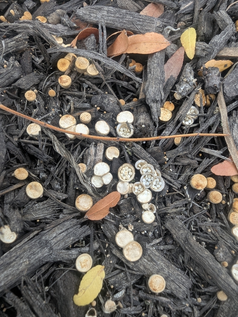 common bird's nest fungus · September 2026 · photo: Photo: (c) Tom Sisan, some rights reserved (CC BY-SA) · iNaturalist