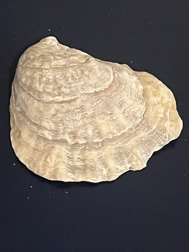 Ostrea chilensis observed 2026-09-17