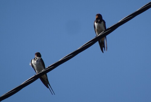 Barn Swallow