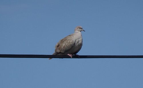 Eurasian Collared-Dove