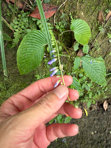 Rhynchoglossum obliquum, photograph 4