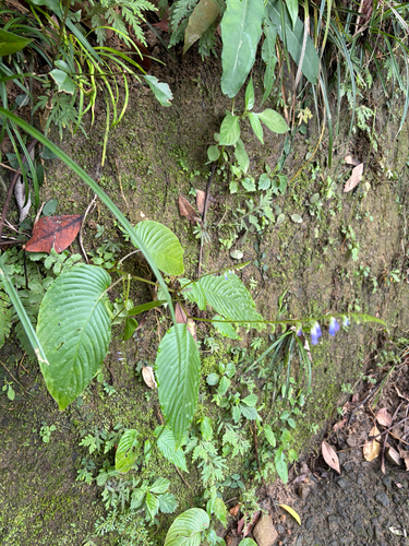 Rhynchoglossum obliquum, photograph 6