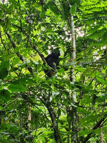 Trachypithecus auratus