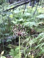 Allium microdictyon