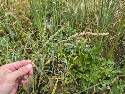 american slough grass