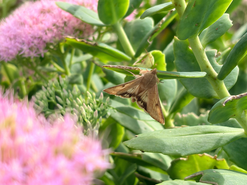 Corn Earworm Moth