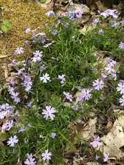 Phlox subulata