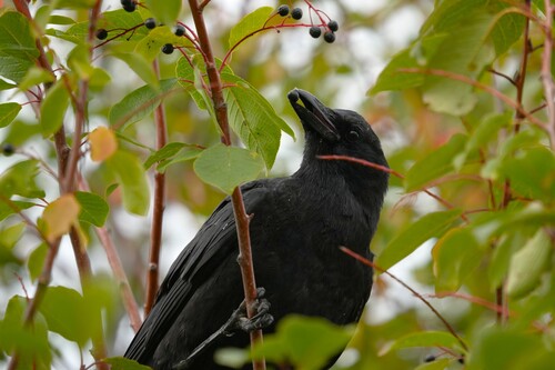 American Crow