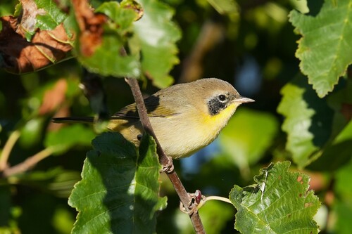 Common Yellowthroat