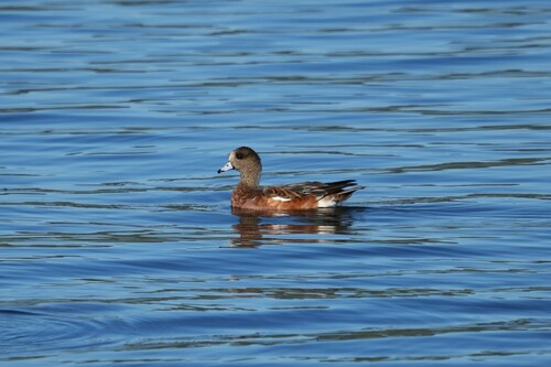 American Wigeon