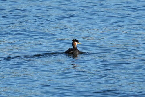 Red-necked Grebe