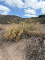Oloptum miliaceum