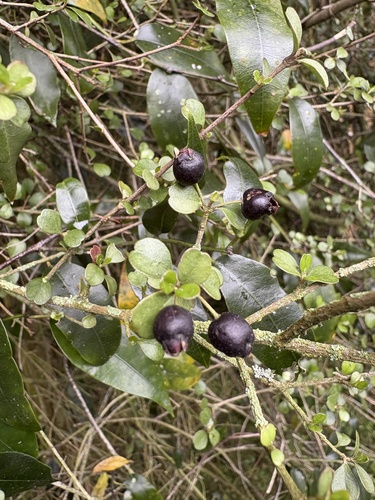 Lophomyrtus obcordata, photograph 3