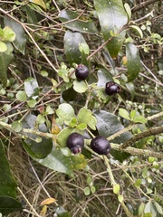 Lophomyrtus obcordata, photograph (c) Cara-Lisa Schloots, some rights reserved (CC BY)