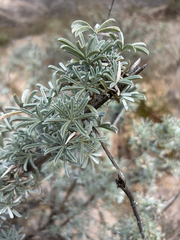 Lupinus albifrons