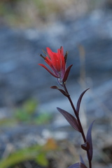 Castilleja miniata, photograph (c) Alexis Tinker-Tsavalas, some rights reserved (CC BY)