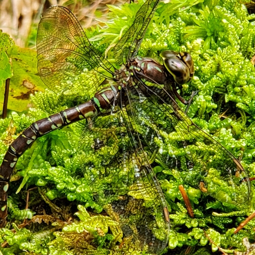 Shadow Darner