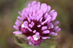 Castilleja exserta, photograph author not stated, no rights reserved