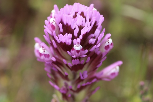 Castilleja exserta, photograph 2