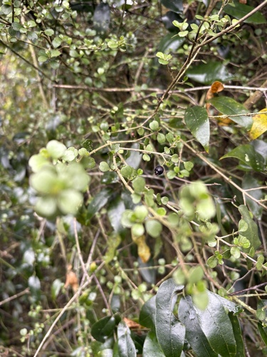Lophomyrtus obcordata, photograph 5