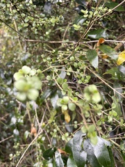 Lophomyrtus obcordata, photograph (c) Cara-Lisa Schloots, some rights reserved (CC BY)
