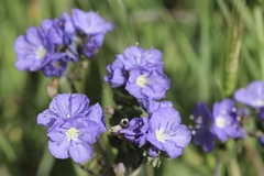 Phacelia ciliata