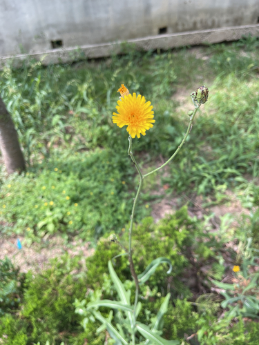Seashore sowthistle