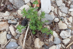 Lotus corniculatus