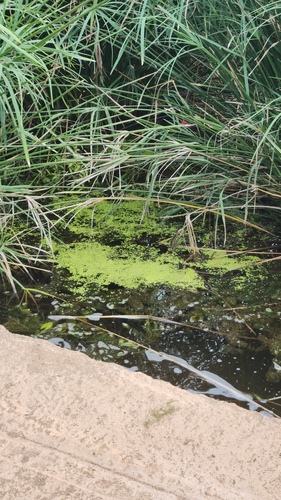 Lemna aequinoctialis