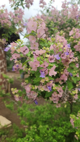 Karomia speciosa, photograph 3