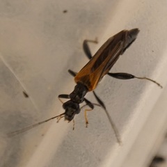Oedemera simplex