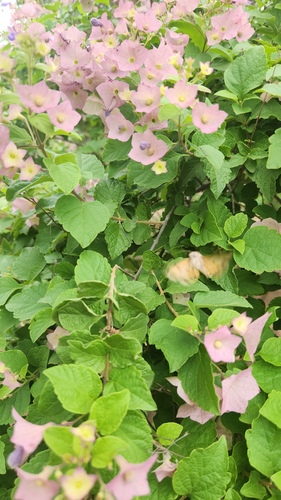 Karomia speciosa, photograph 2
