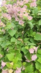 Karomia speciosa